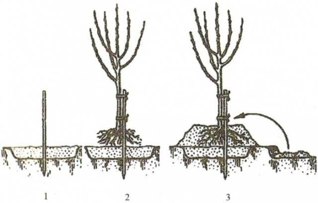 How to plant an apricot in spring: a step by step guide