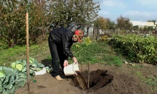 How to plant an apricot in spring: a step by step guide