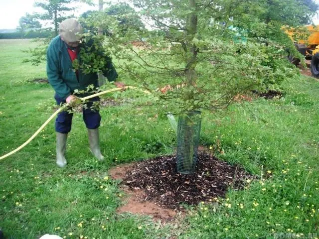 How to plant an apricot in spring: a step by step guide