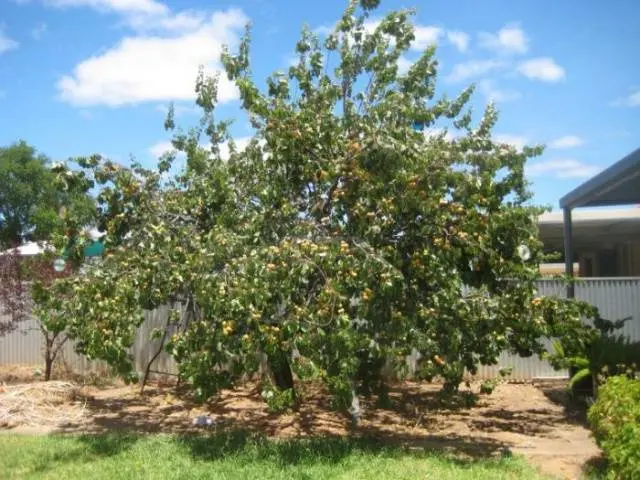 How to plant an apricot in spring: a step by step guide