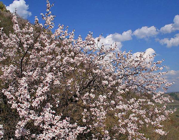 How to plant an apricot in spring: a step by step guide