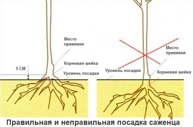 How to plant an apricot in spring: a step by step guide