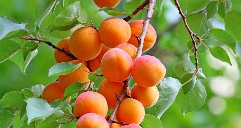 How to plant an apricot in spring: a step by step guide