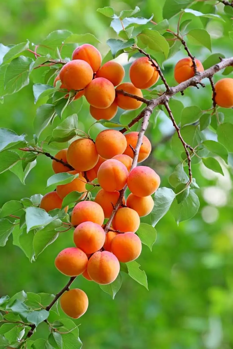 How to plant an apricot in spring: a step by step guide