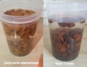 How to plant an apricot seed