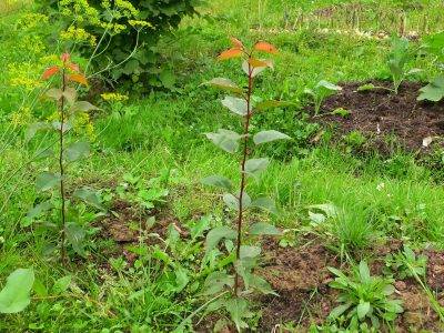 How to plant an apricot seed