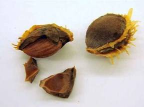 How to plant an apricot seed