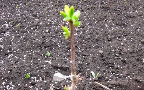 How to plant an apricot seed