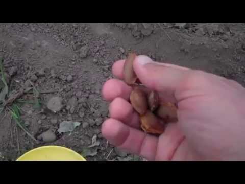 How to plant an apricot seed