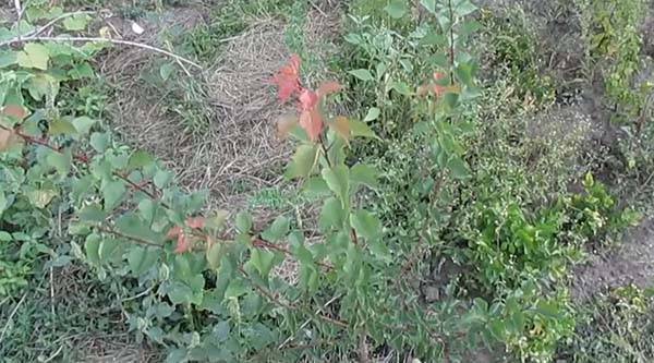 How to plant an apricot seed