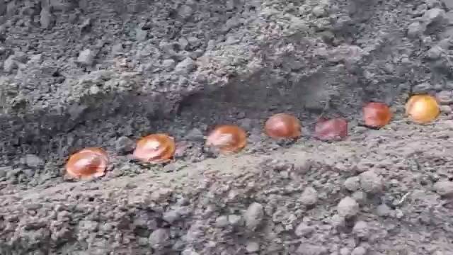 How to plant an apricot seed