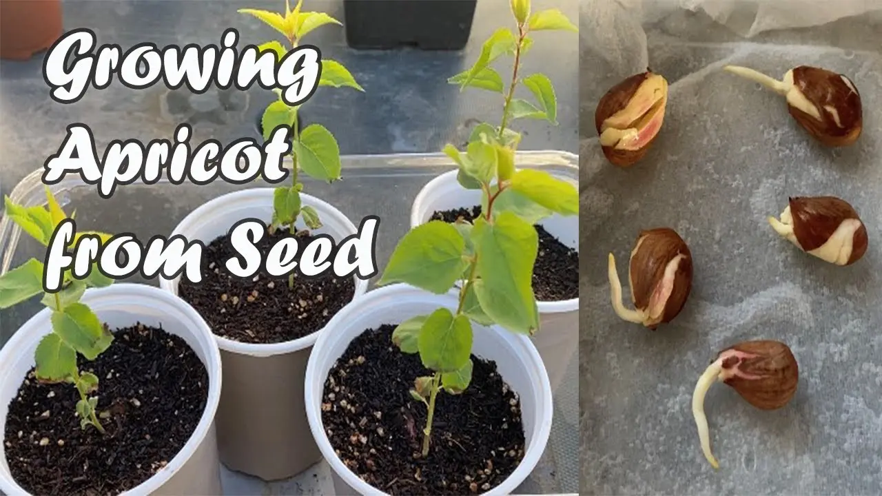 How to plant an apricot seed