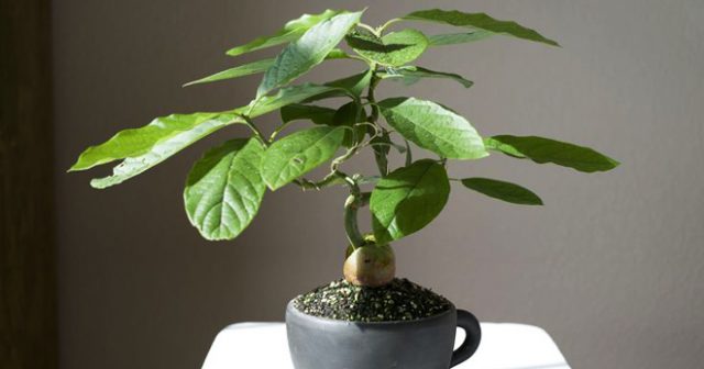 How to plant an avocado at home in a pot