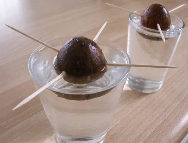 How to plant an avocado at home in a pot