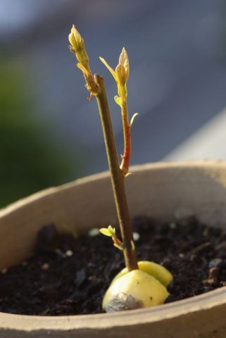 How to plant an avocado at home in a pot