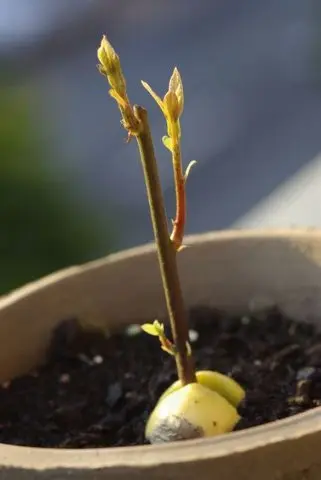 How to plant an avocado at home in a pot