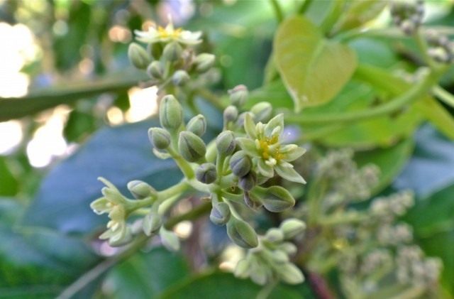 How to plant an avocado at home in a pot