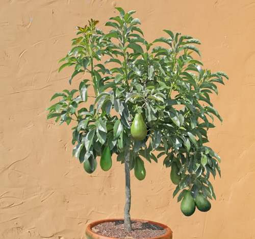 How to plant an avocado at home in a pot