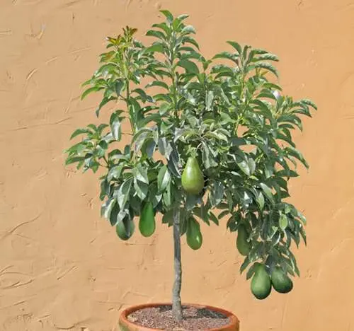 How to plant an avocado at home in a pot