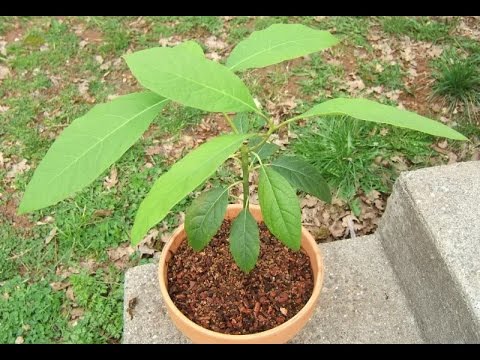 How to plant an avocado at home in a pot