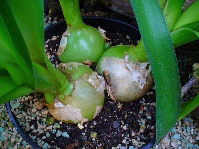 How to plant an Indian onion