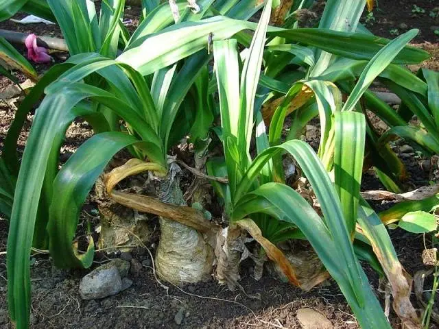 How to plant an Indian onion