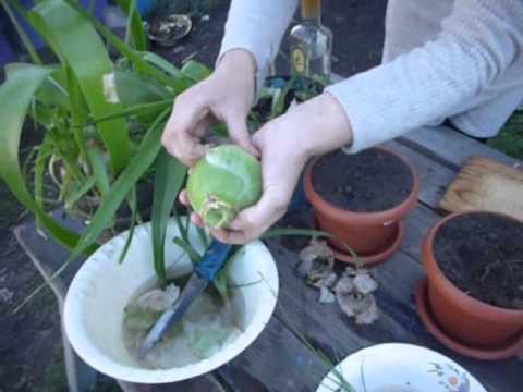 How to plant an Indian onion