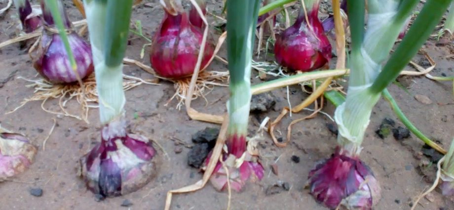 How to plant an Indian onion