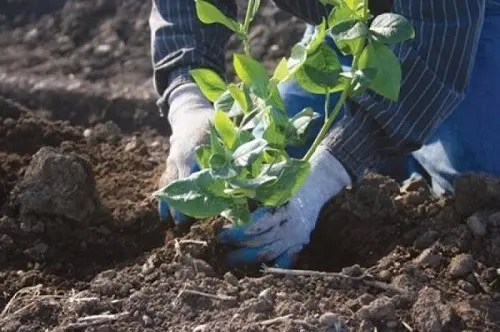 How to plant and care for tall blueberries