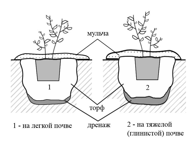 How to plant and care for tall blueberries