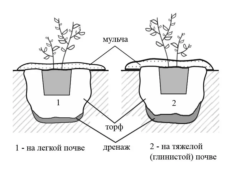 How to plant and care for tall blueberries