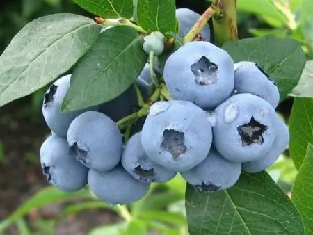 How to plant and care for tall blueberries