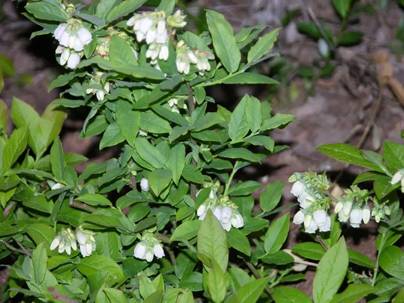 How to plant and care for tall blueberries