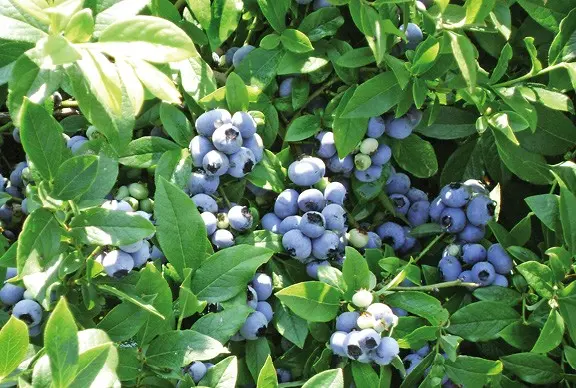 How to plant and care for tall blueberries