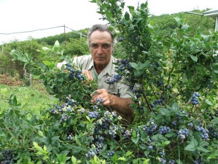 How to plant and care for tall blueberries