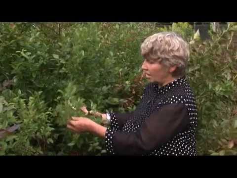 How to plant and care for tall blueberries