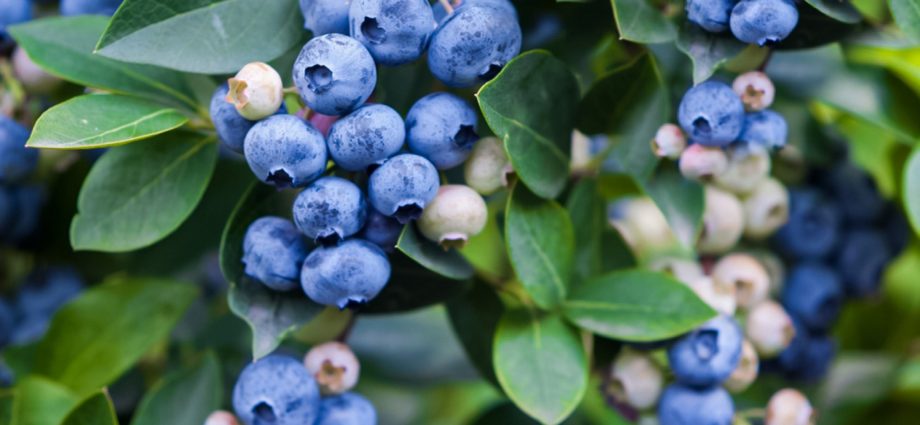 How to plant and care for tall blueberries