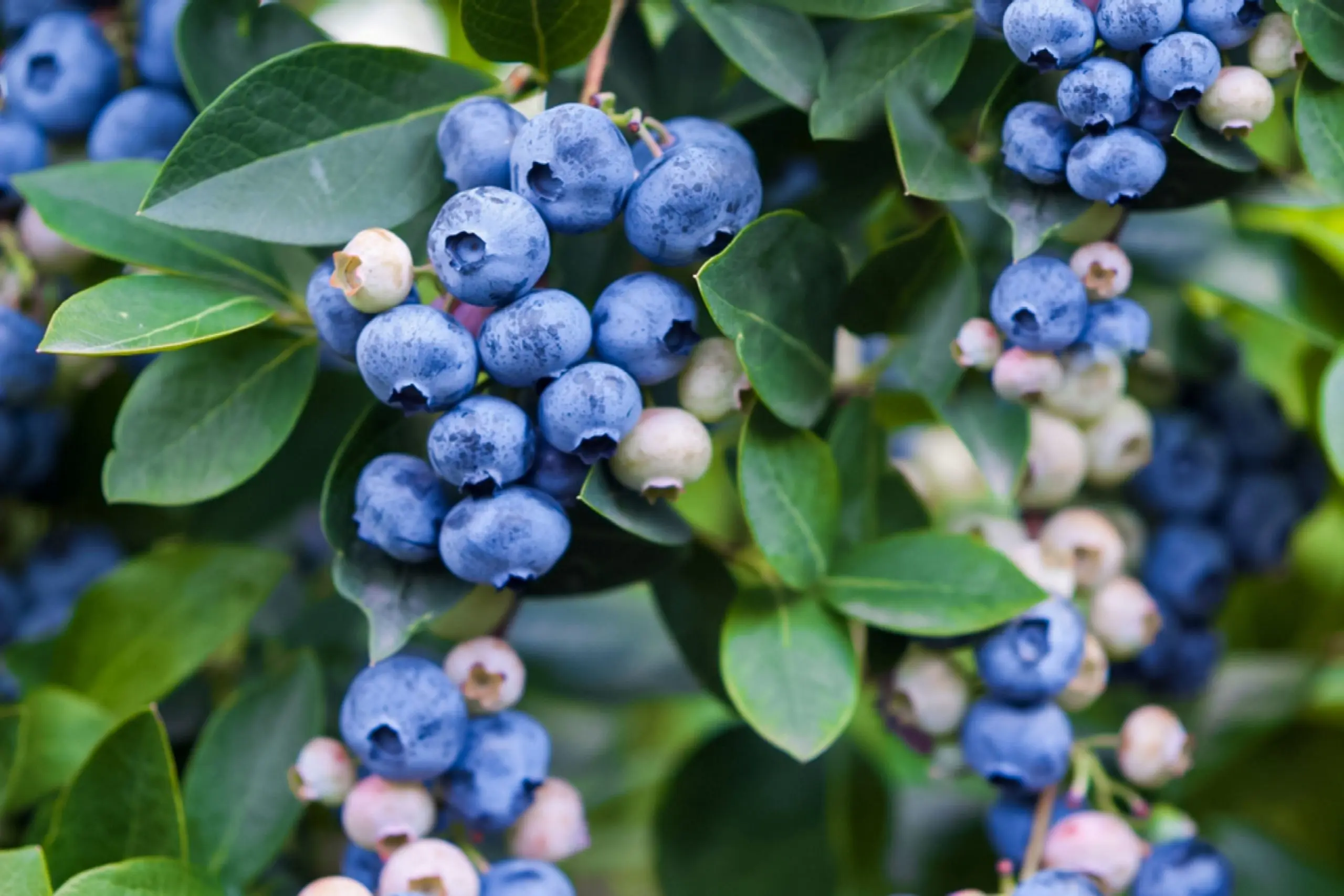 How to plant and care for tall blueberries