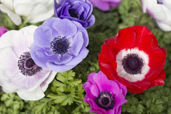 How to plant anemone tubers