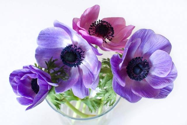 How to plant anemone tubers