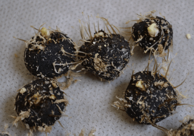 How to plant anemone tubers