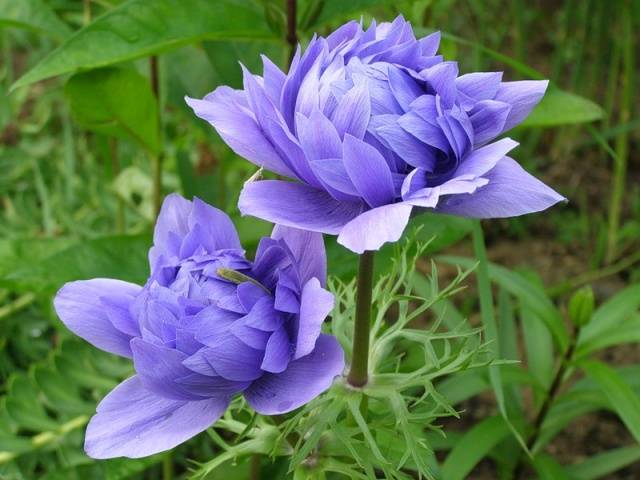 How to plant anemone tubers