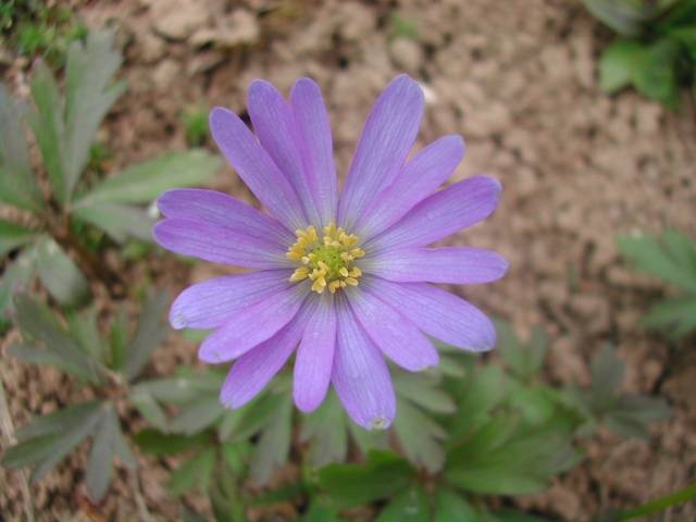 How to plant anemone tubers