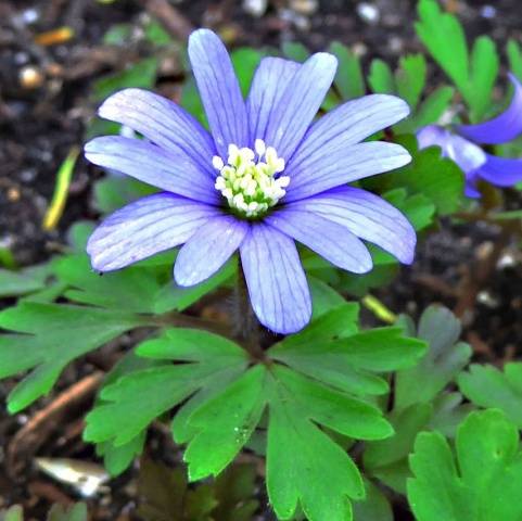 How to plant anemone tubers