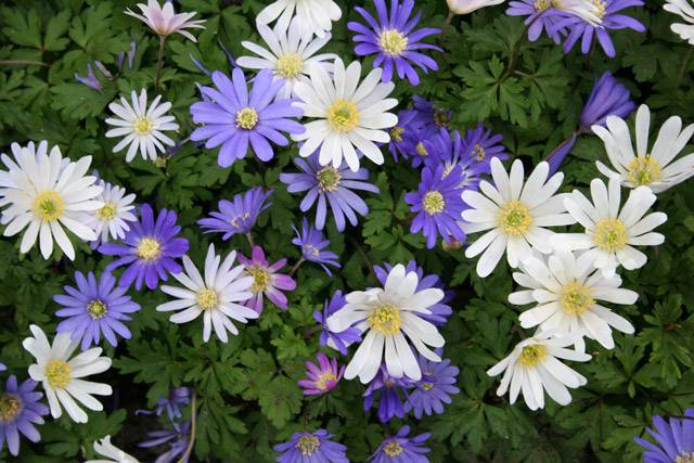 How to plant anemone tubers