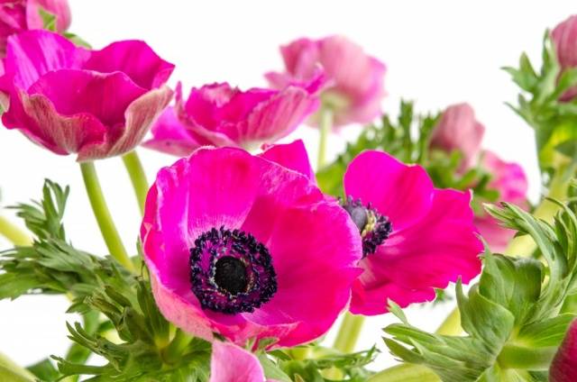 How to plant anemone tubers