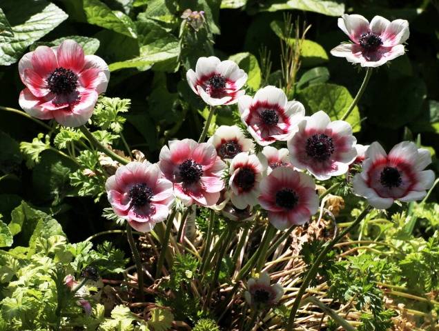 How to plant anemone tubers