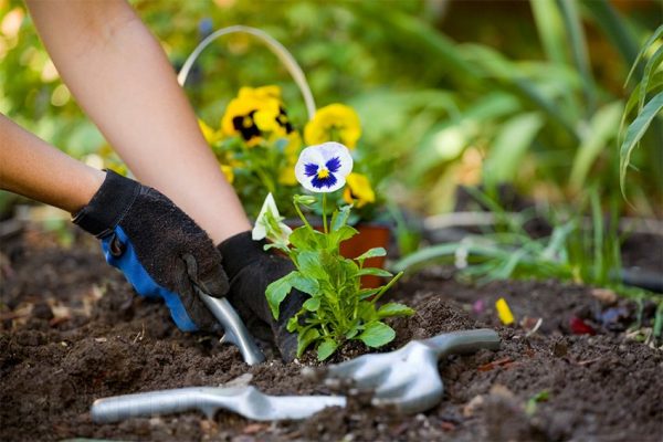 How to plant annual flowers and make a beautiful flower bed