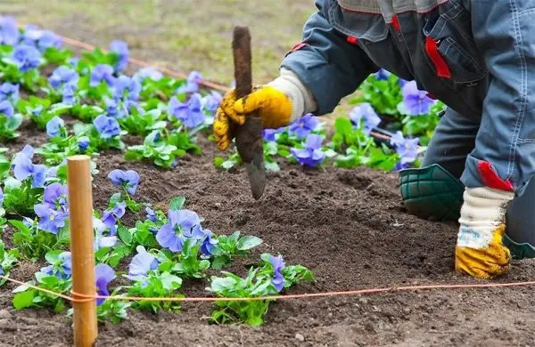 How to plant annual flowers and make a beautiful flower bed