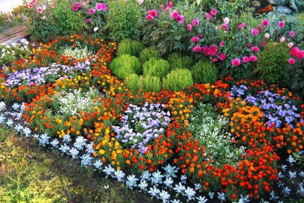 How to plant annual flowers and make a beautiful flower bed